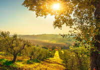 Ancient olive trees of Andalusia